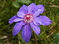 Clematis Kopernik IMG_6611 Powojnik